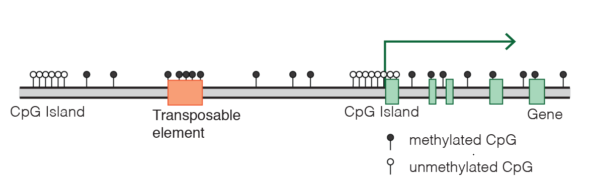 CpG_island