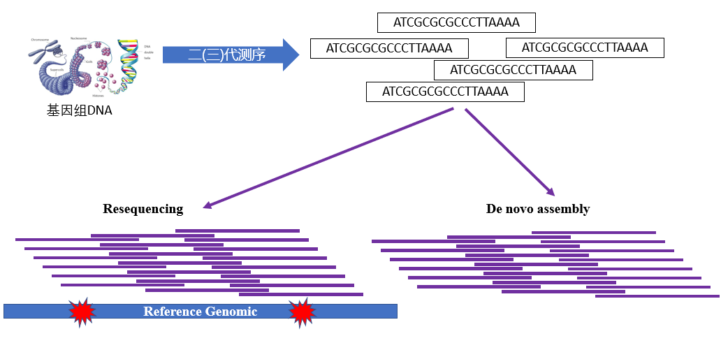 重测序和从头组装