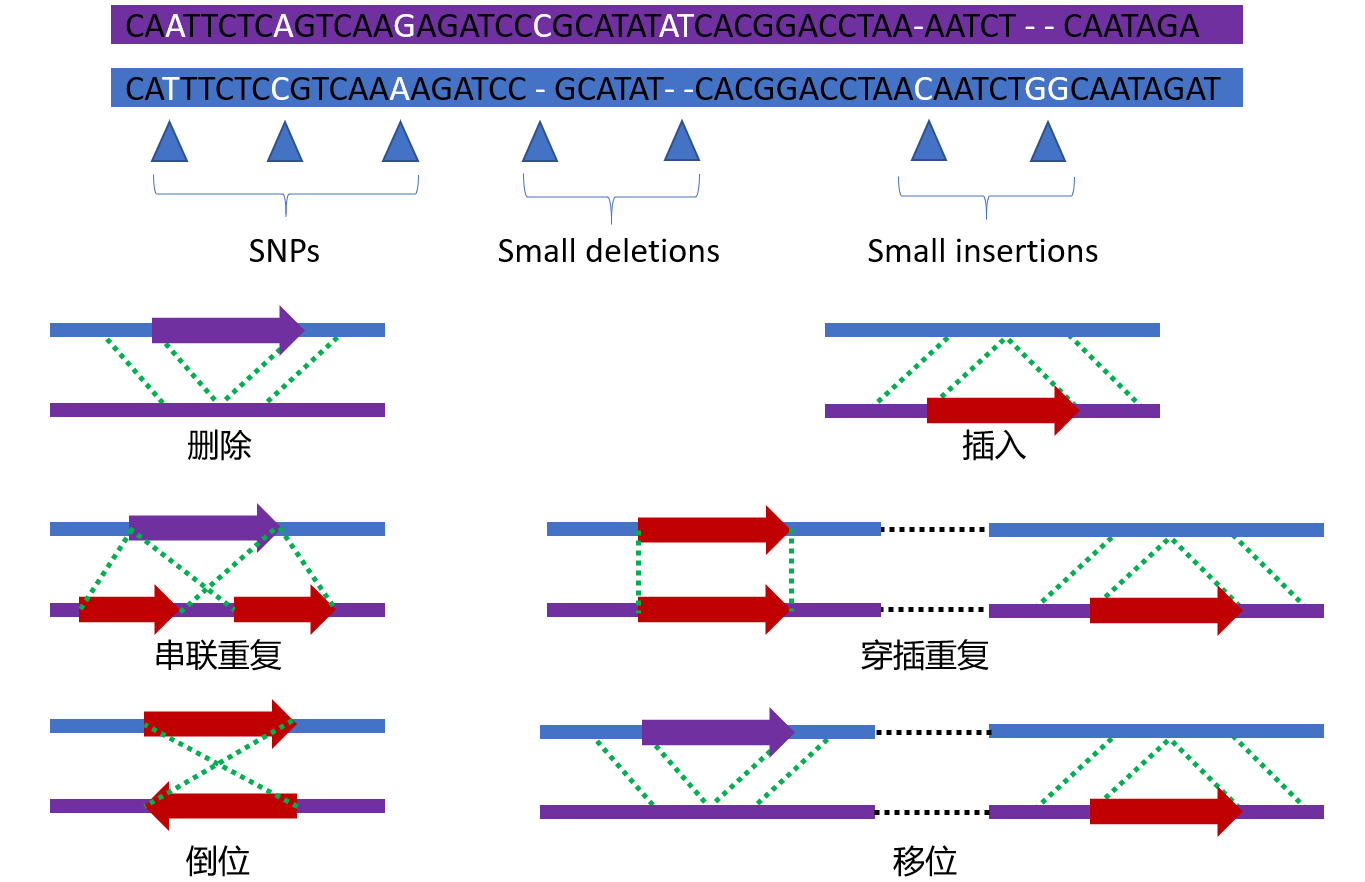 常见的变异类型
