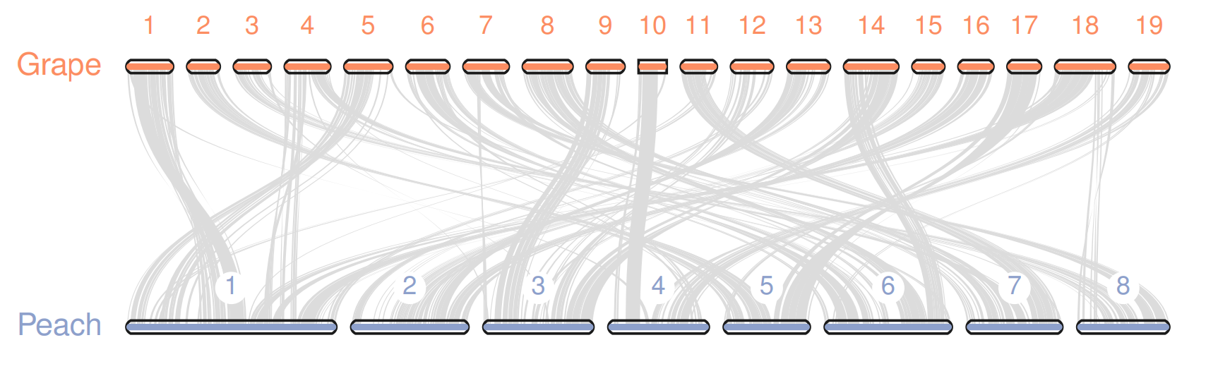 Grape-peach-karyotype